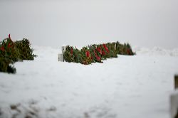 waa_49823_1